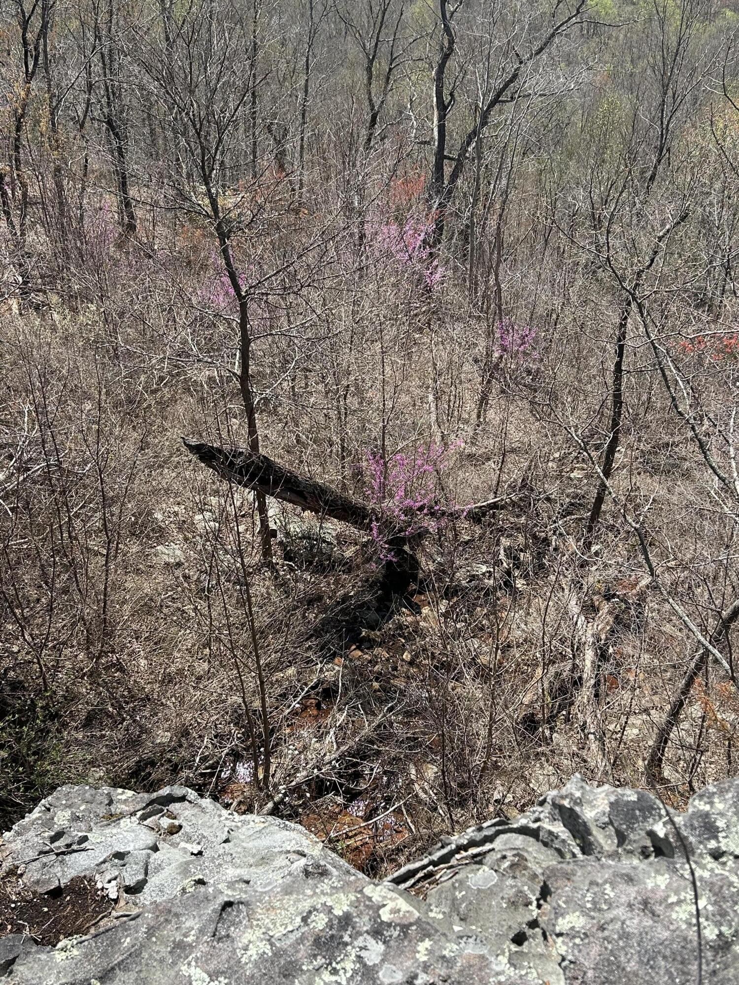 4093 Raulston Fls Road Jasper, TN 37347 - Photo 10 of 37 a view of a forest with a tree