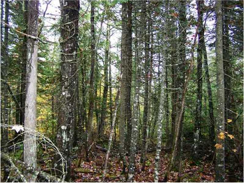 700 Butterfield Ridge Road Lincoln, ME 04457 - Photo 5 of 12 Land/Lot.