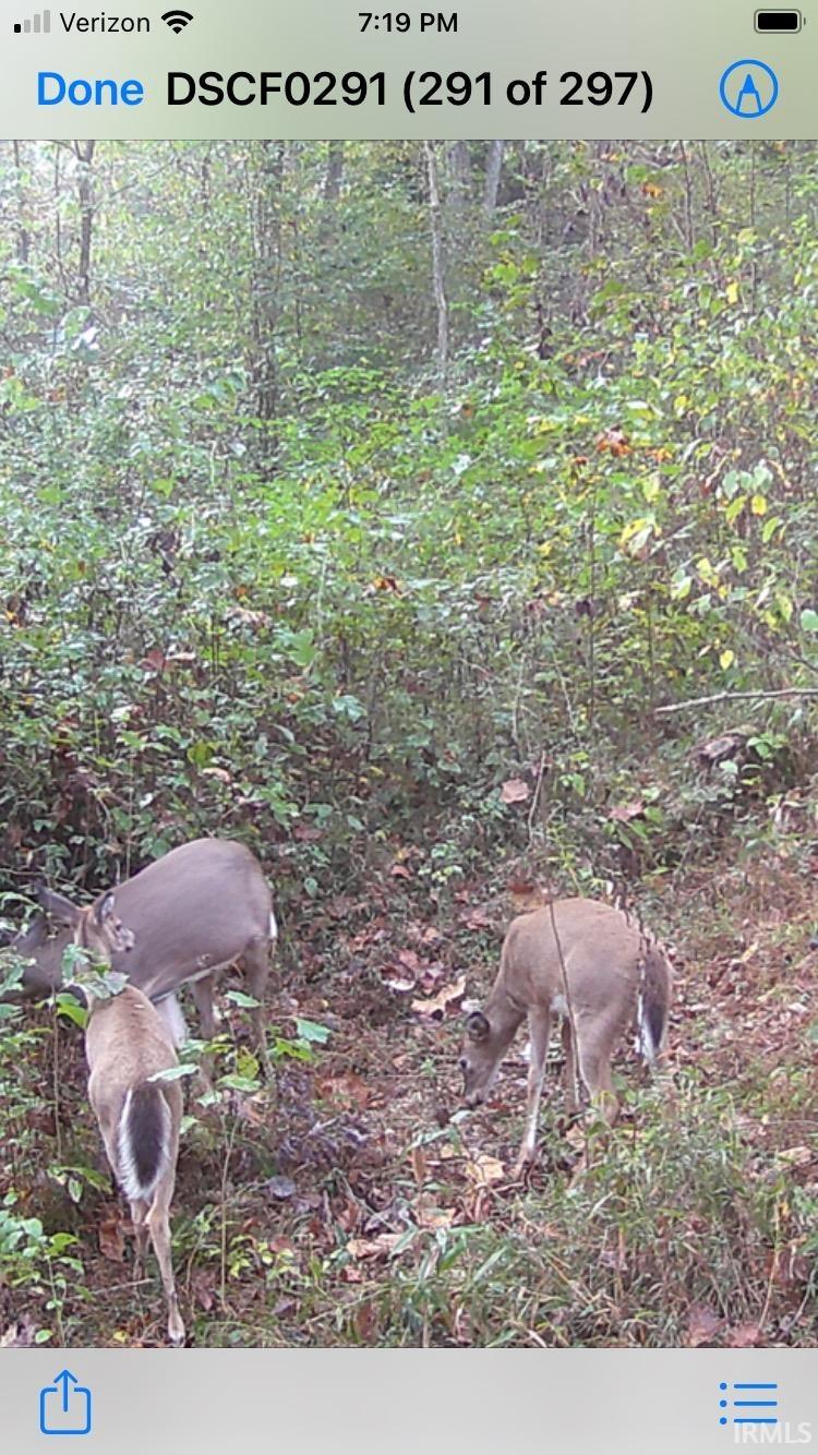 Hillham Rd Road South French Lick, IN 47432 - Photo 26 of 28