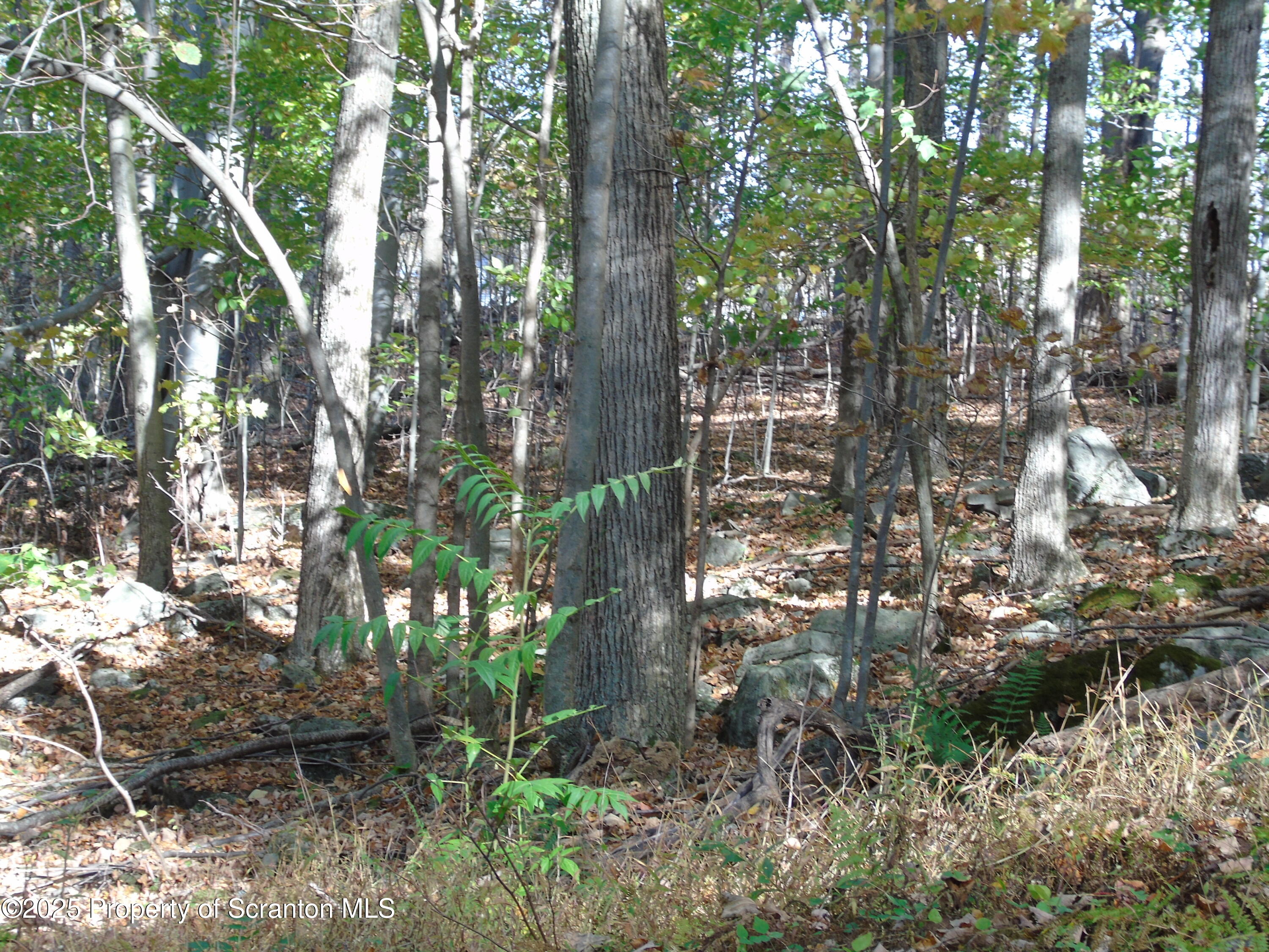 Deer Run Spring Brook Moscow, PA 18444 - Photo 1 of 13 a backyard of a house with lots of green space