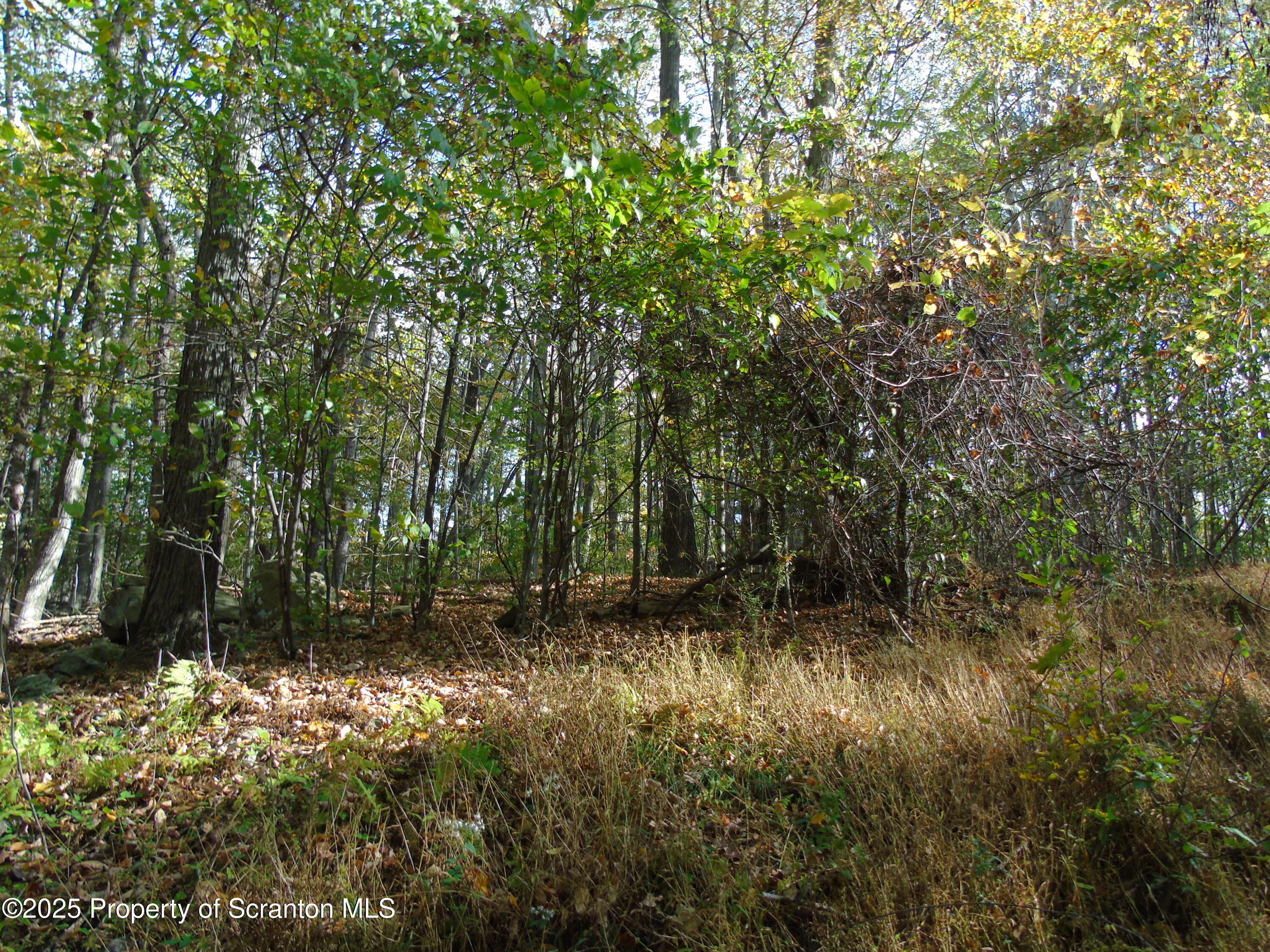 Deer Run Spring Brook Moscow, PA 18444 - Photo 11 of 13 a view of backyard with green space