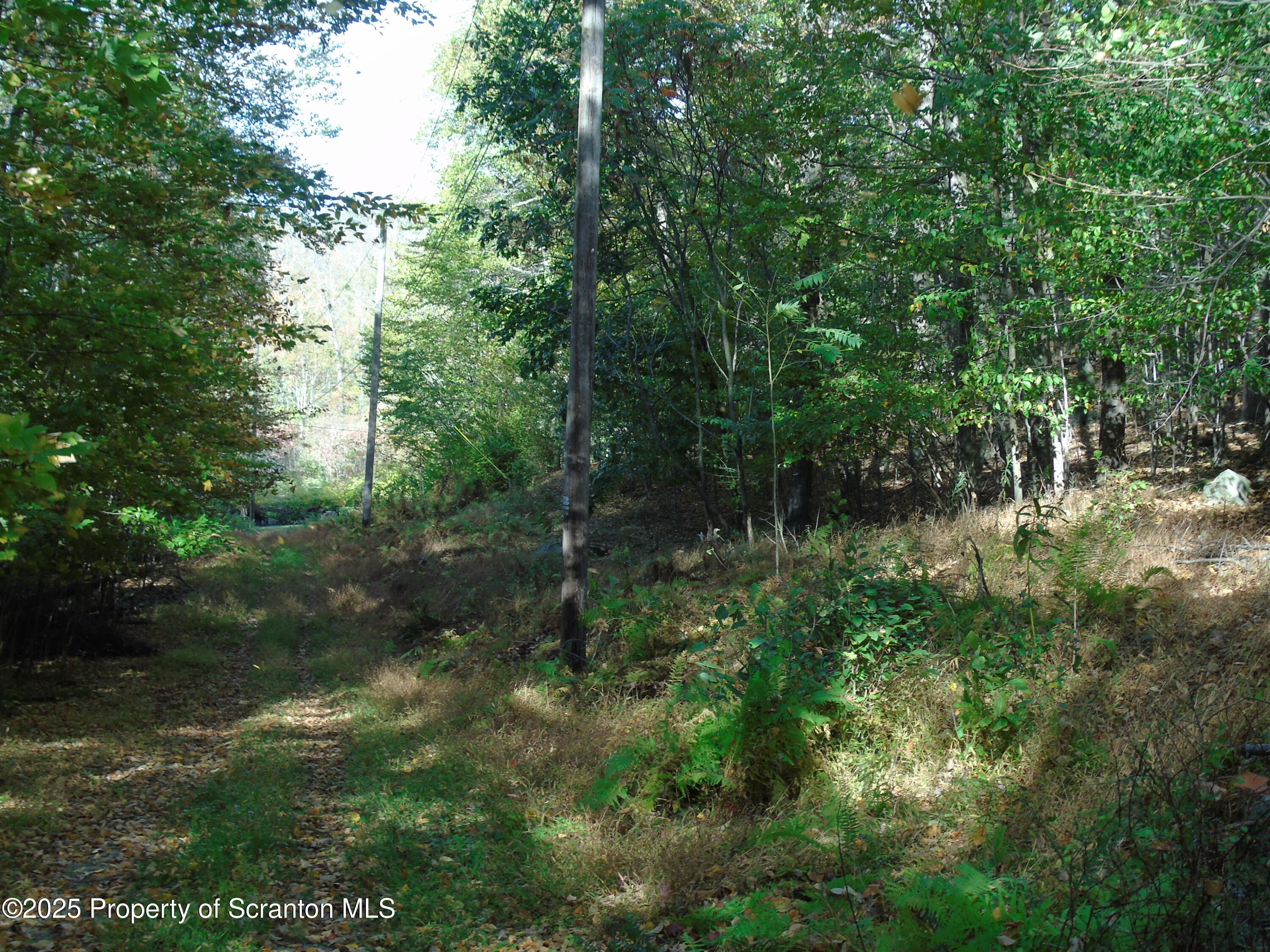 Deer Run Spring Brook Moscow, PA 18444 - Photo 13 of 13 a view of a forest
