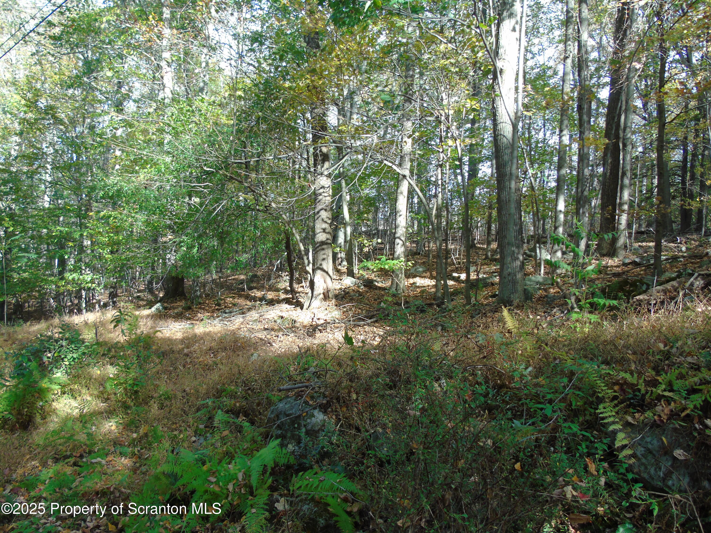 Deer Run Spring Brook Moscow, PA 18444 - Photo 3 of 13 a view of outdoor space and tree