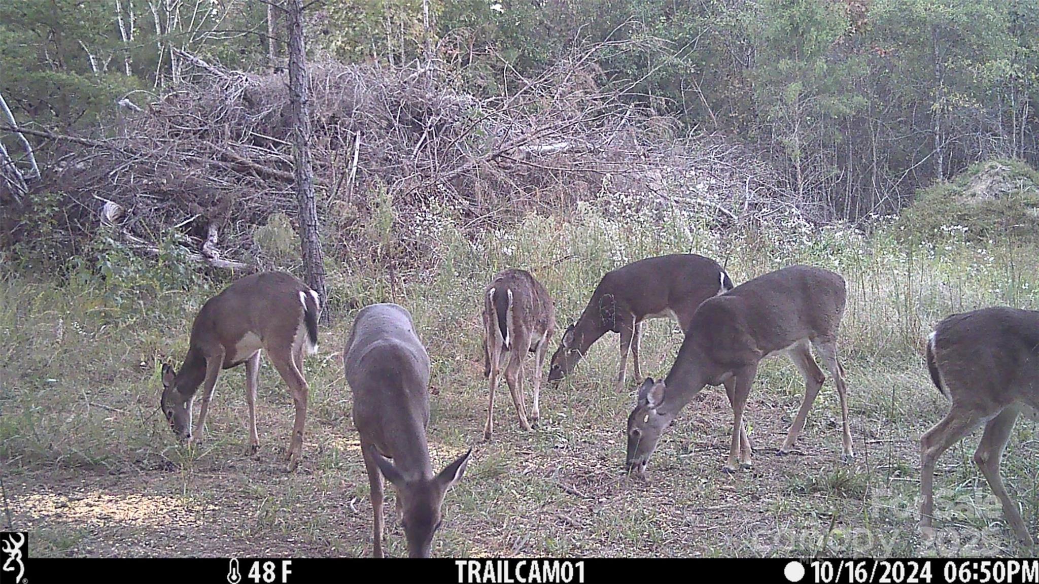 1036 Riddle Mill Road Clover, SC 29710 - Photo 6 of 8 Gallery Image 6