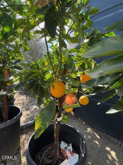 2245 California Avenue Fillmore, CA 93015 - Photo 14 of 49 a view of a toilet in a kitchen
