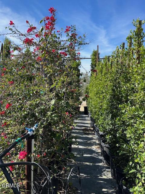 2245 California Avenue Fillmore, CA 93015 - Photo 19 of 49 a view of a flower in a garden