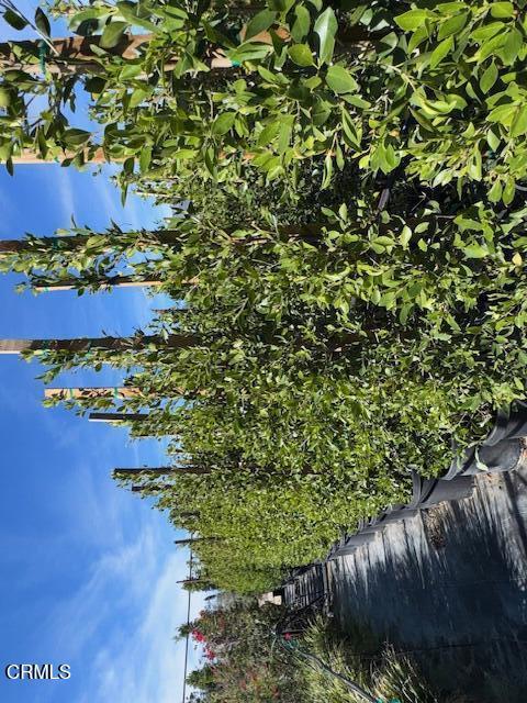 2245 California Avenue Fillmore, CA 93015 - Photo 20 of 49 a view of a plants in a backyard