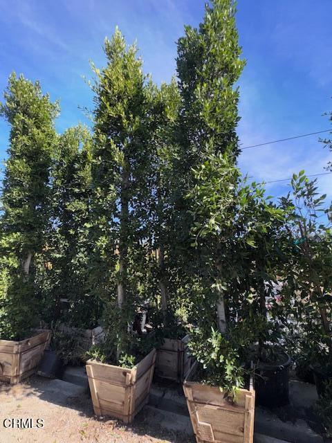 2245 California Avenue Fillmore, CA 93015 - Photo 21 of 49 a picture of a tree in front of a house