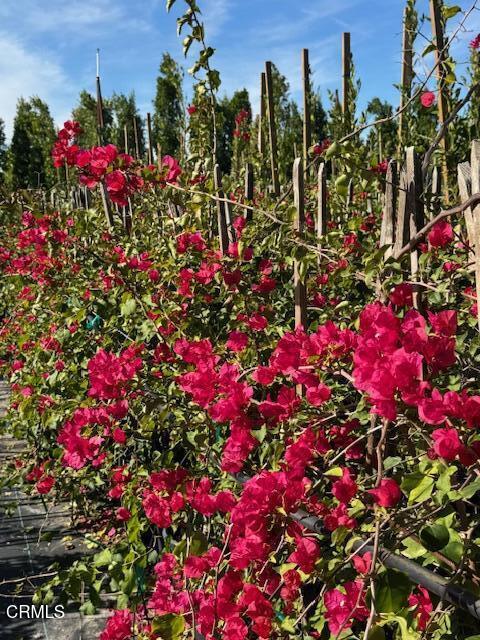 2245 California Avenue Fillmore, CA 93015 - Photo 23 of 49 a view of a flower