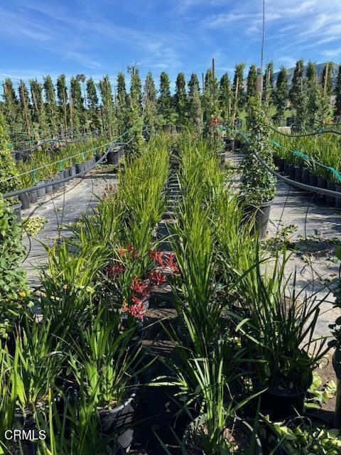 2245 California Avenue Fillmore, CA 93015 - Photo 28 of 49 a view of a bunch of trees and bushes