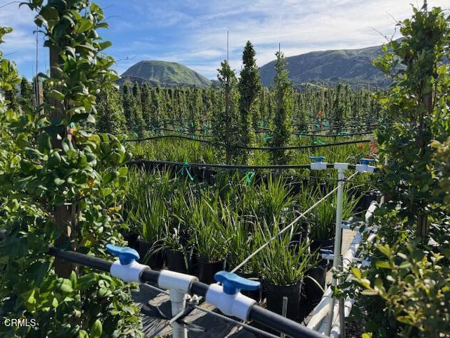 2245 California Avenue Fillmore, CA 93015 - Photo 29 of 49 a view of a bunch of trees and bushes