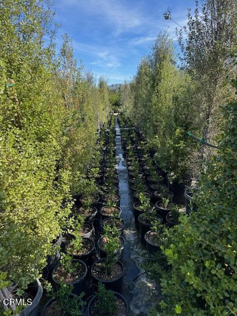 2245 California Avenue Fillmore, CA 93015 - Photo 38 of 49 a view of a garden with plants and a trees