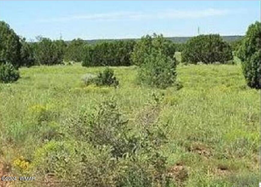 4458 Mountain View Road Snowflake, AZ 85937 - Photo 13 of 15 a view of a lush green forest with houses