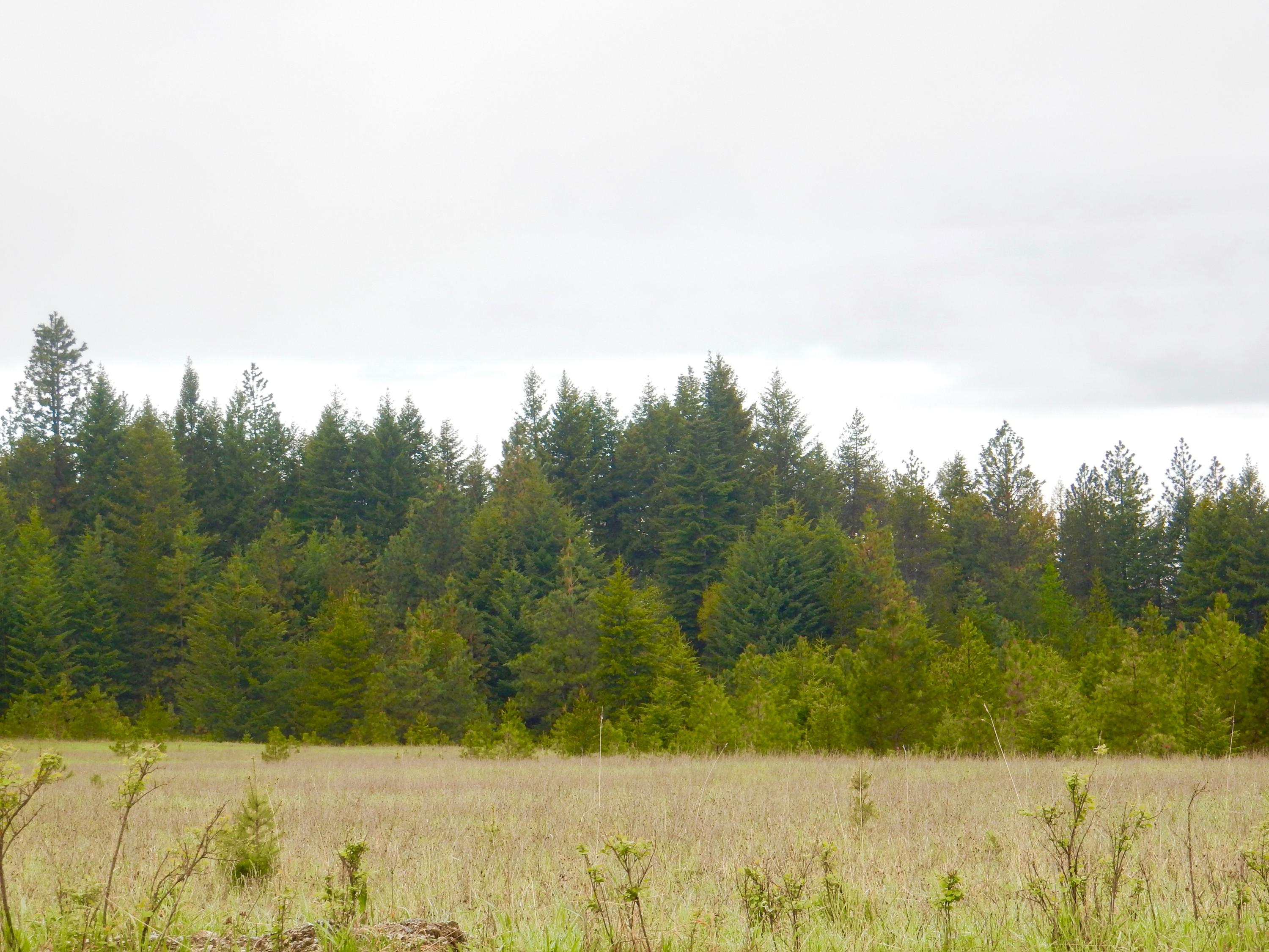 Nka Nka Bunco (21 Acres) Road Athol, ID 83801 - Photo 1 of 1 Level, open corner lot