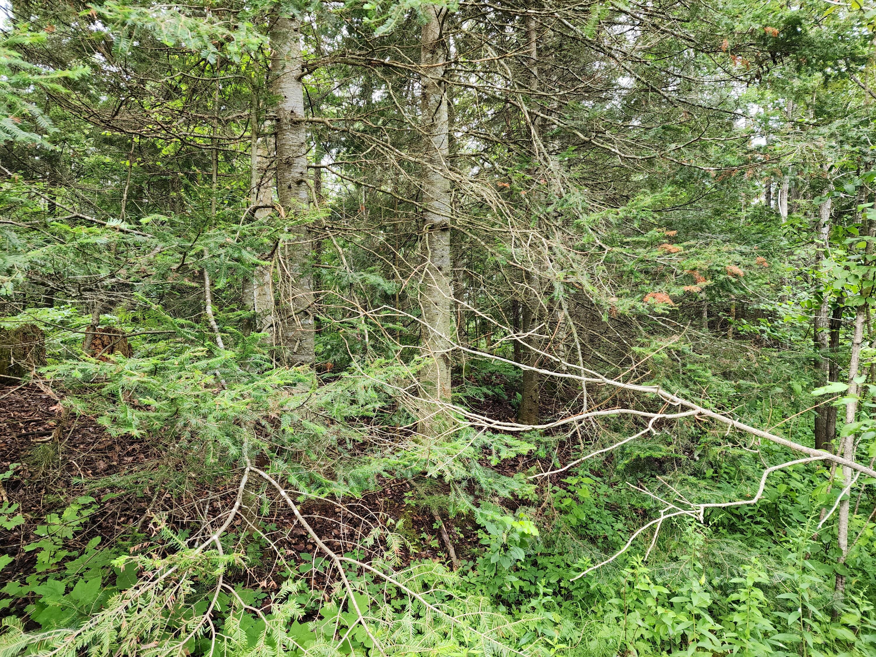 Tbd West Mills Road Brimley, MI 49715 - Photo 3 of 5 Gallery Image 3