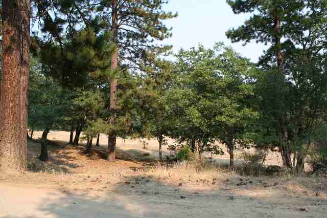 0 Patterson Creek Road Fort Jones, CA 96032 - Photo 4 of 6 Gallery Image 4