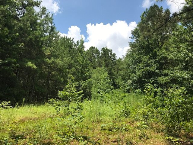 0 Liberty Hill Road McCool, MS 39108 - Photo 23 of 45 Photo 23