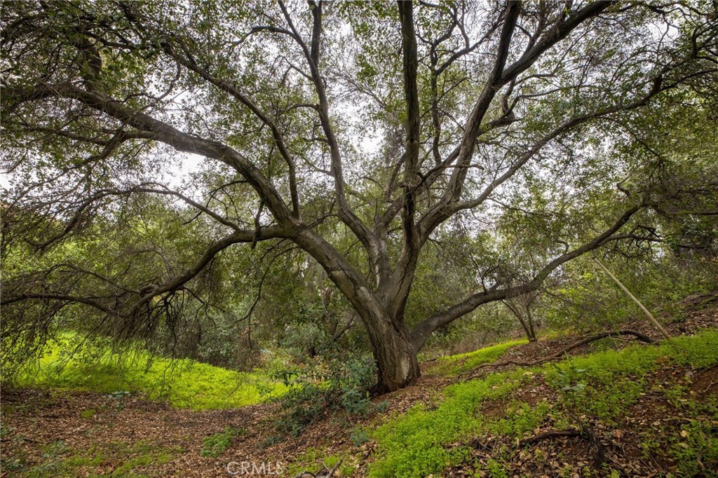 1702 Dwight Street Redlands, CA 92373 - Photo 7 of 15