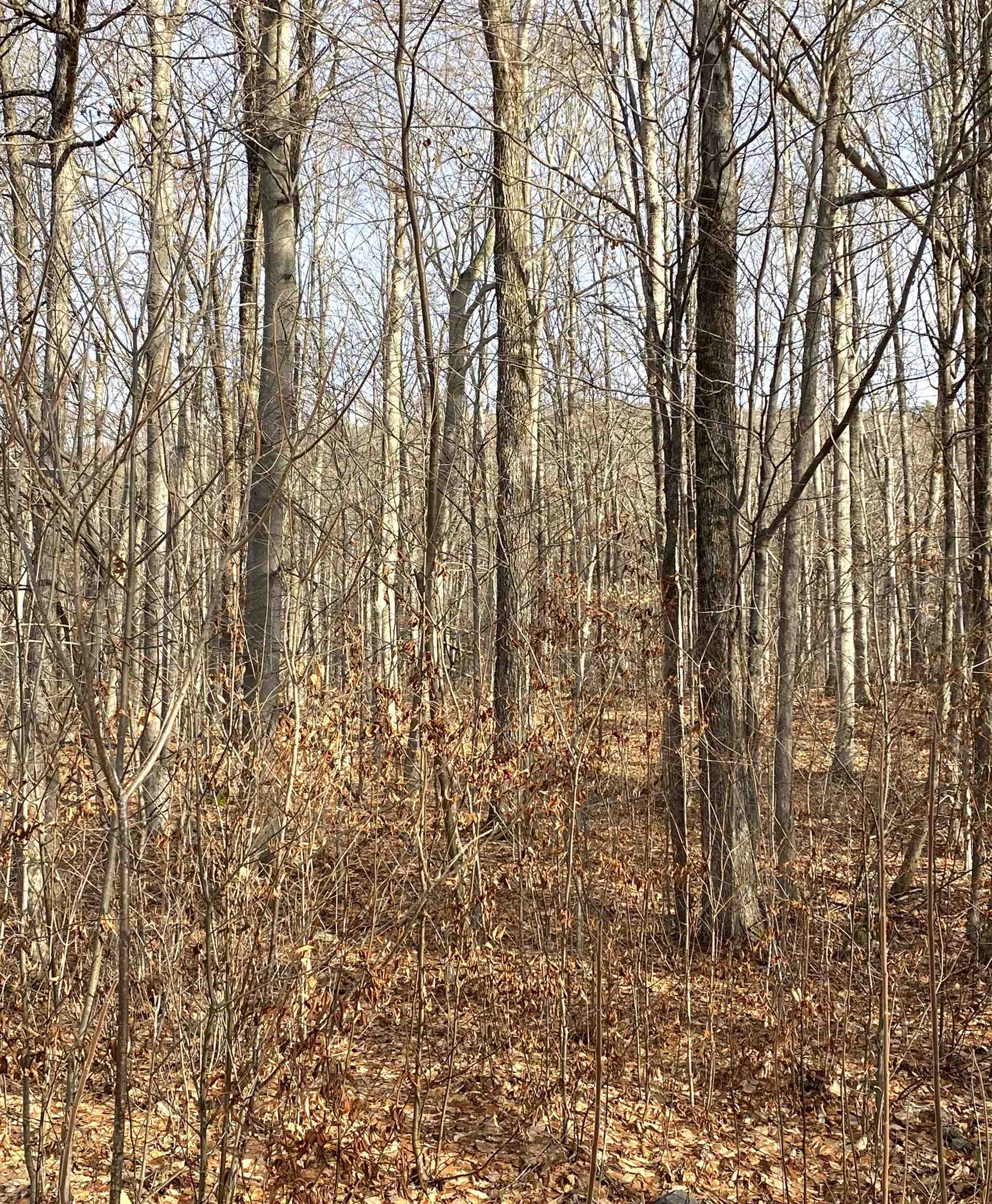 20 Forest Ridge Drive, Unit 14 Middlebury, VT 05753 - Photo 3 of 8