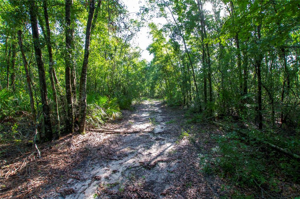 18233 185th Road Live Oak, FL 32060 - Photo 88 of 99 a view of a forest with trees in the background