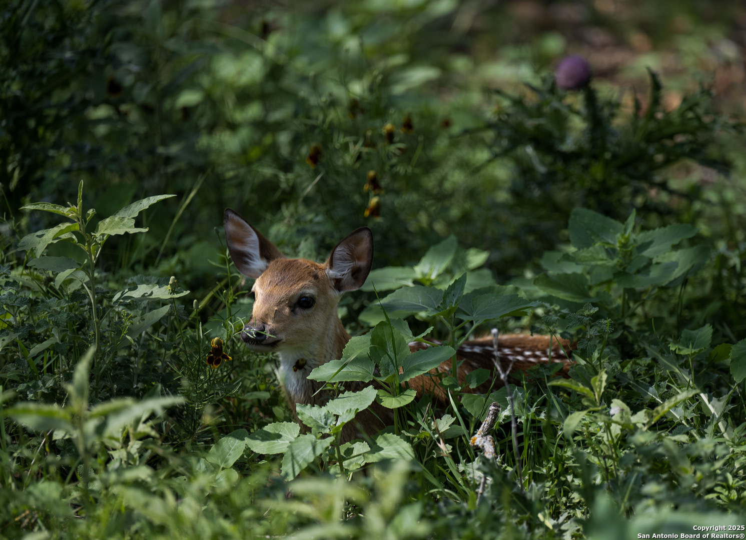 Lot4 Oak Mott Road Comfort, TX 78013 - Photo 8 of 21 a backyard of a building with lots of trees