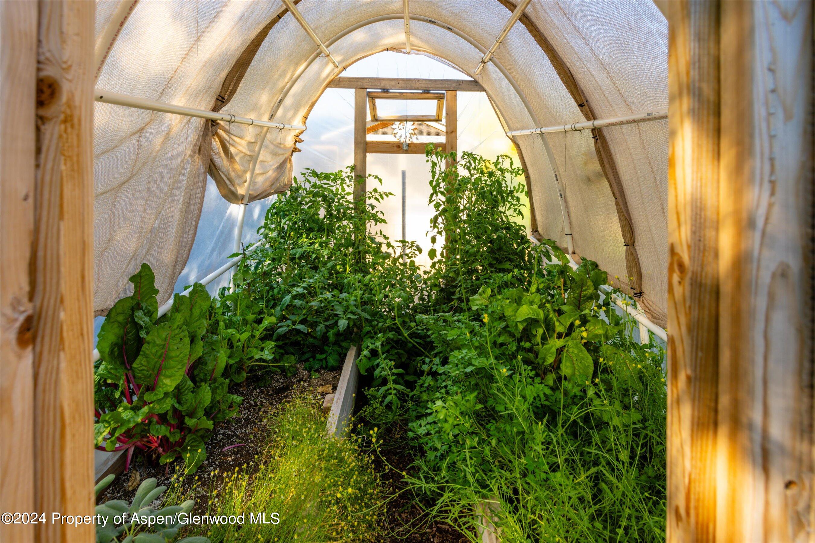 2440 Ute Avenue Rifle, CO 81650 - Photo 29 of 53 Grow Fresh Tomatoes