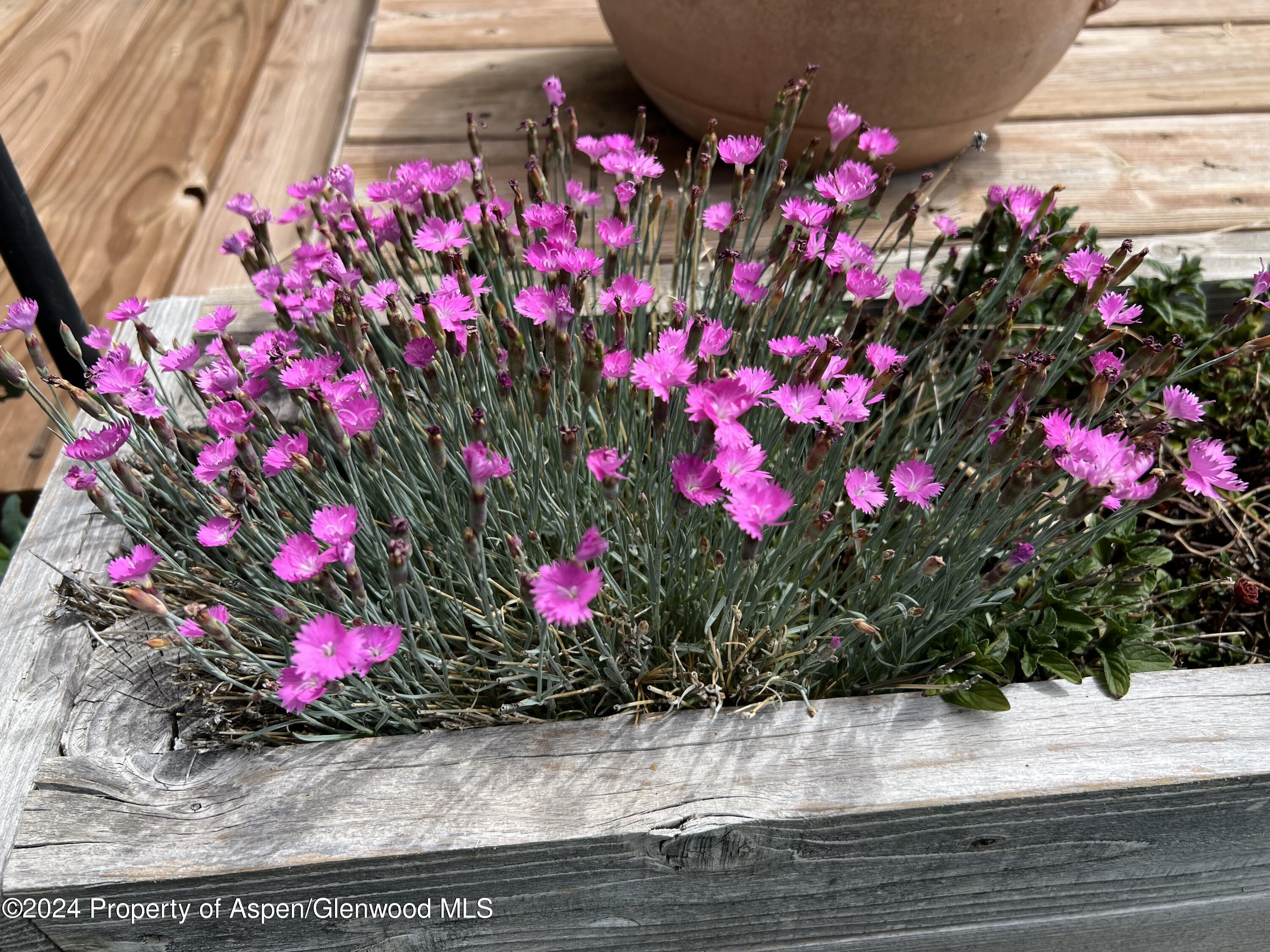 2440 Ute Avenue Rifle, CO 81650 - Photo 33 of 53 Backyard Spring Blooms