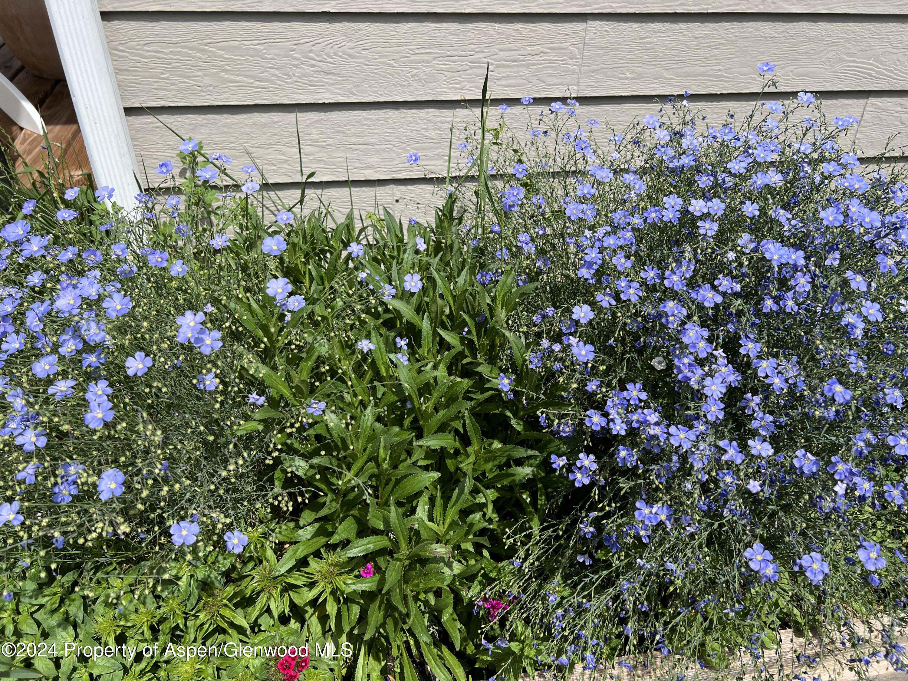 2440 Ute Avenue Rifle, CO 81650 - Photo 35 of 53 Spring Time