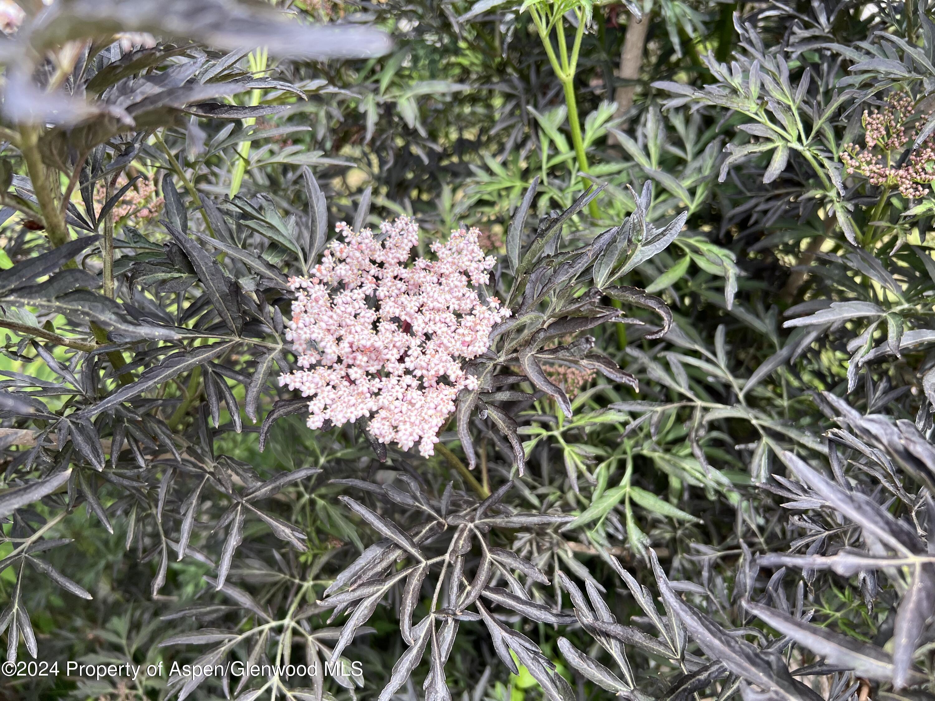 2440 Ute Avenue Rifle, CO 81650 - Photo 37 of 53 Backyard Spring Blooms