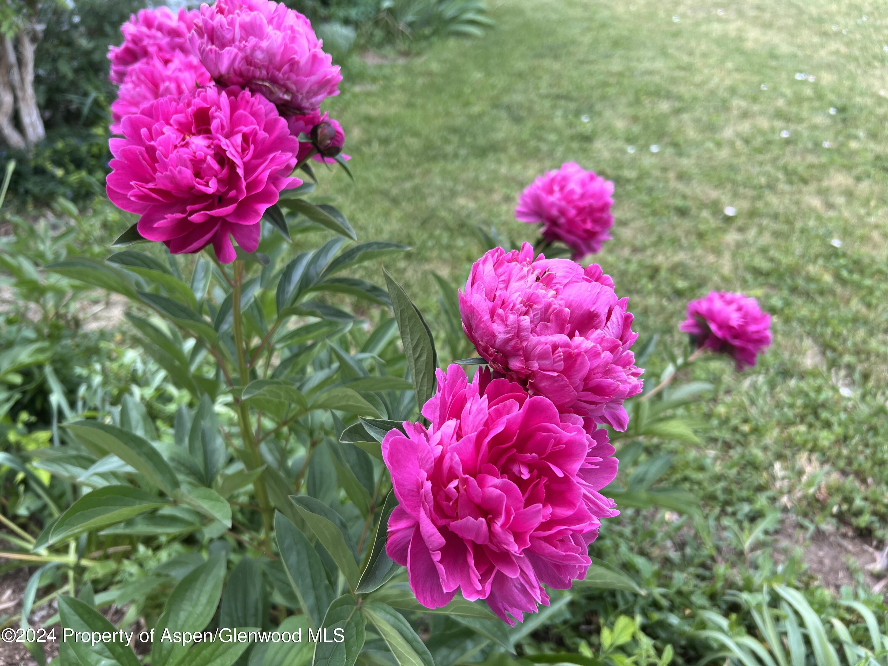 2440 Ute Avenue Rifle, CO 81650 - Photo 51 of 53 Spring Peonies Front Yard