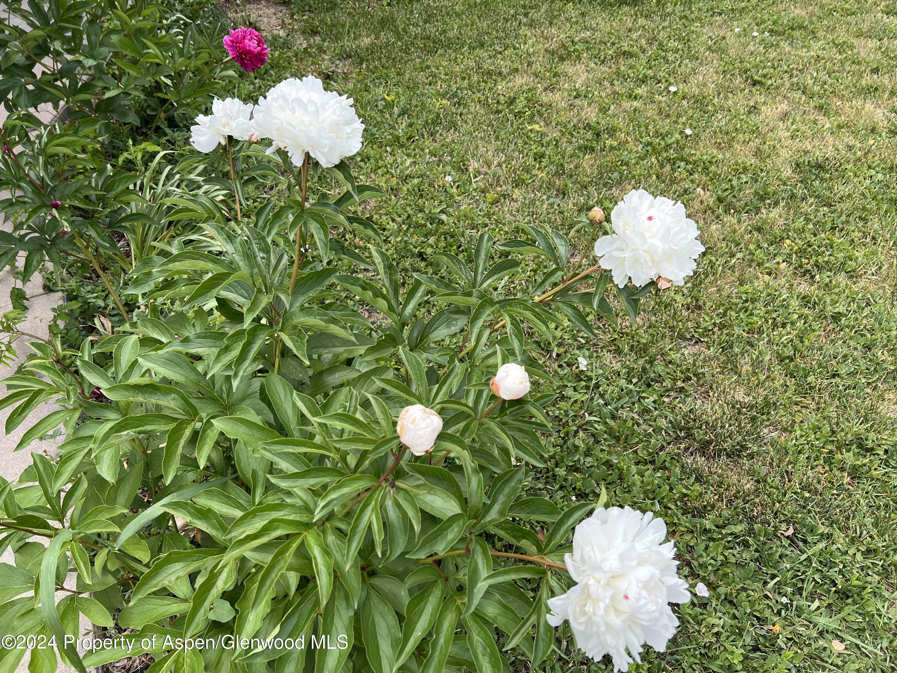 2440 Ute Avenue Rifle, CO 81650 - Photo 52 of 53 Spring Peonies Front Yard
