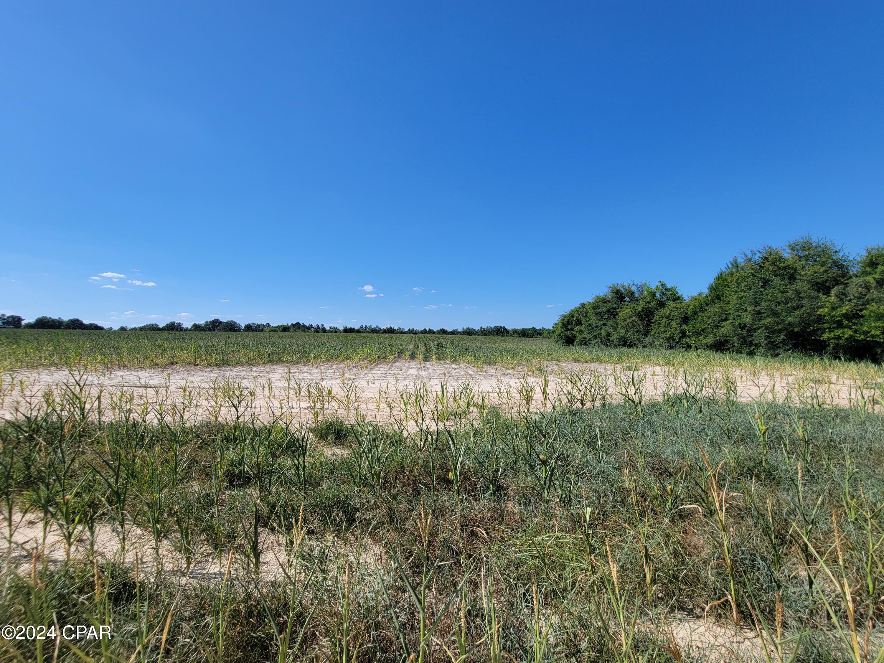 Lot 3 Bradley Road Westville, FL 32464 - Photo 6 of 13