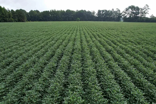 $420,000 | 1335 County Road 43-150, Olanta, SC 29114