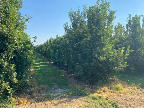 $2,030,000 | 16929 Louise Avenue, Escalon, CA 95320
