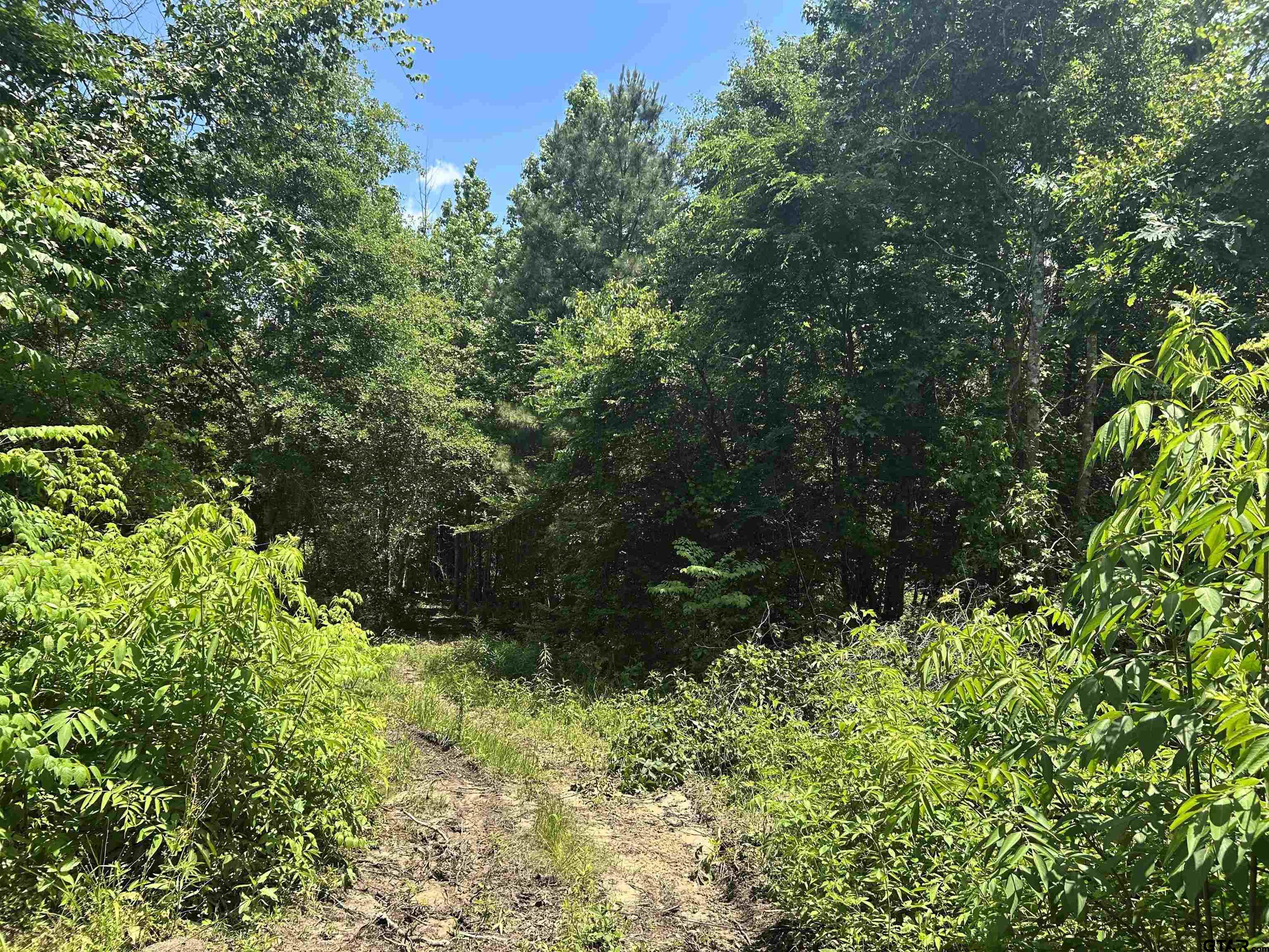 7475 County Road 378 Henderson, TX 75654 - Photo 11 of 21 a view of a garden