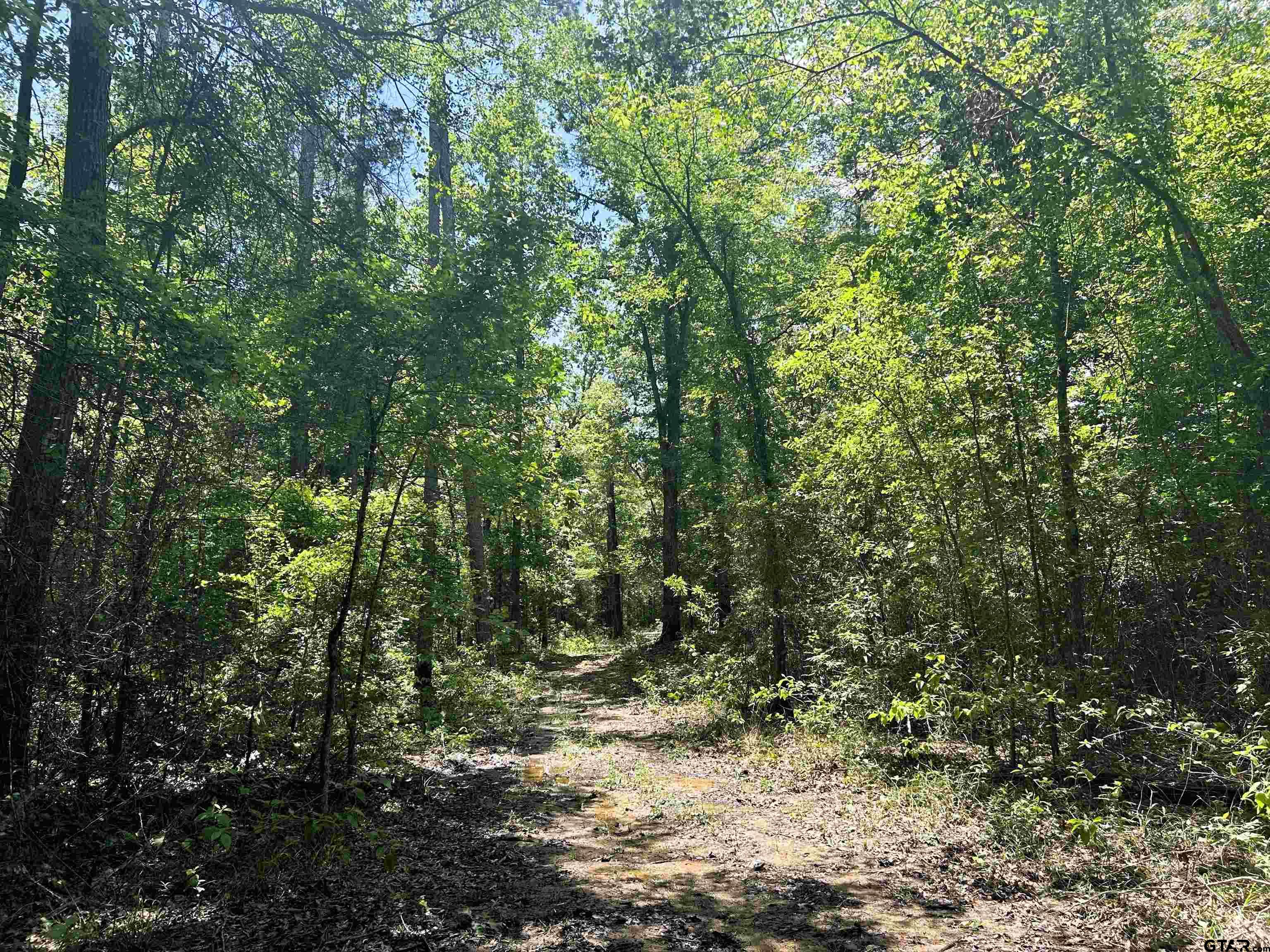 7475 County Road 378 Henderson, TX 75654 - Photo 13 of 21 a view of a forest with trees in the background