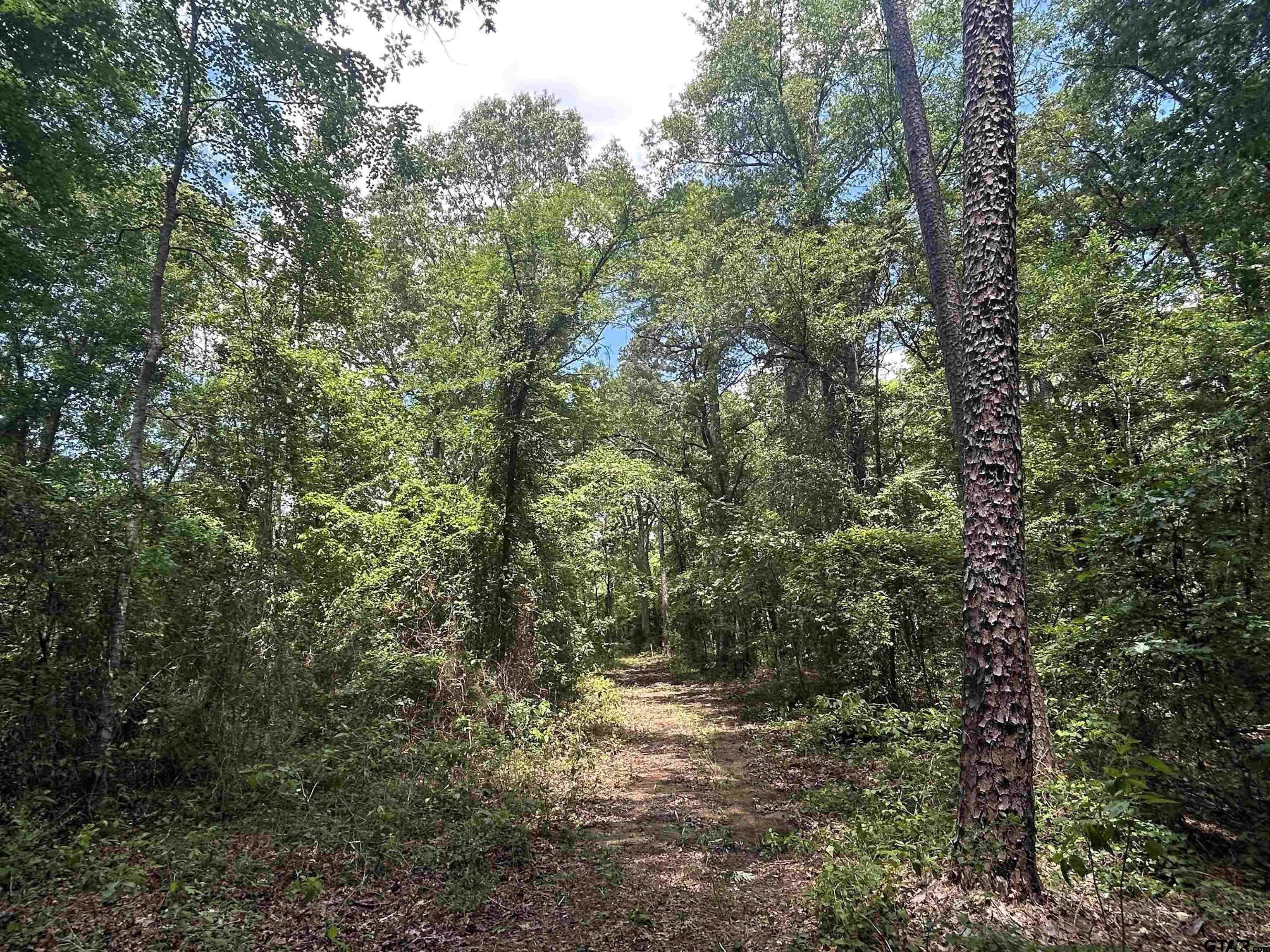 7475 County Road 378 Henderson, TX 75654 - Photo 15 of 21 a view of a forest with trees in the background