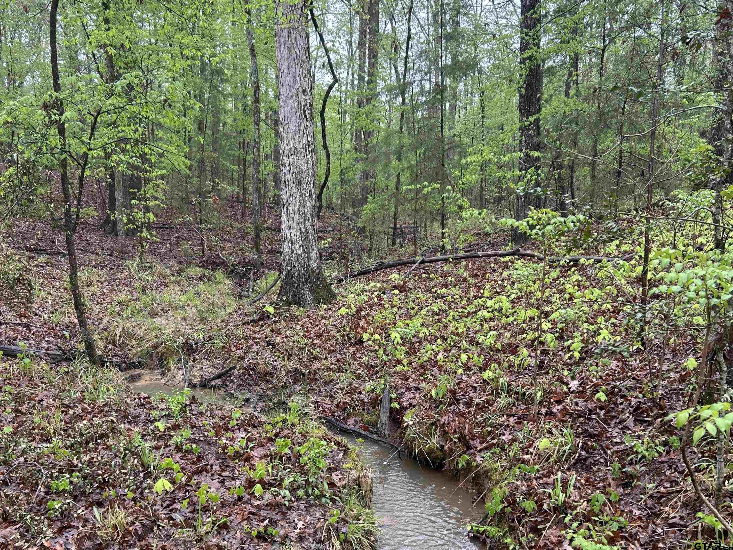 7475 County Road 378 Henderson, TX 75654 - Photo 16 of 21 a view of a forest with large trees