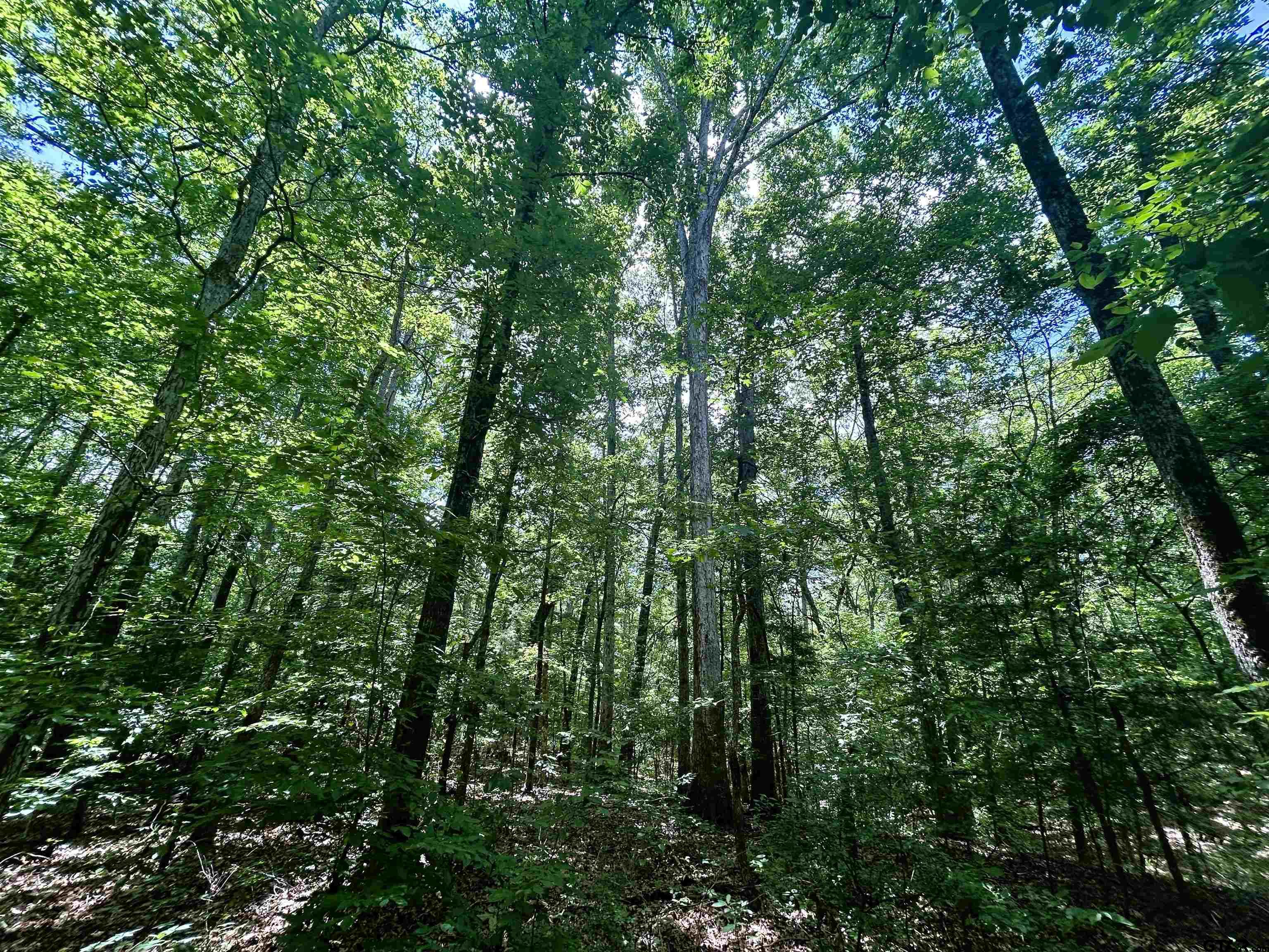 7475 County Road 378 Henderson, TX 75654 - Photo 17 of 21 a view of a lush green forest