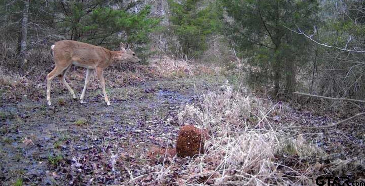 7475 County Road 378 Henderson, TX 75654 - Photo 18 of 21 a view of a yard