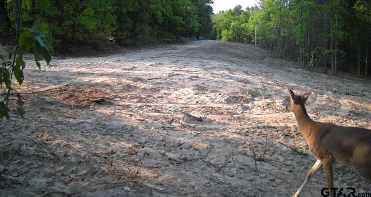 7475 County Road 378 Henderson, TX 75654 - Photo 19 of 21 a view of a yard with plants and trees
