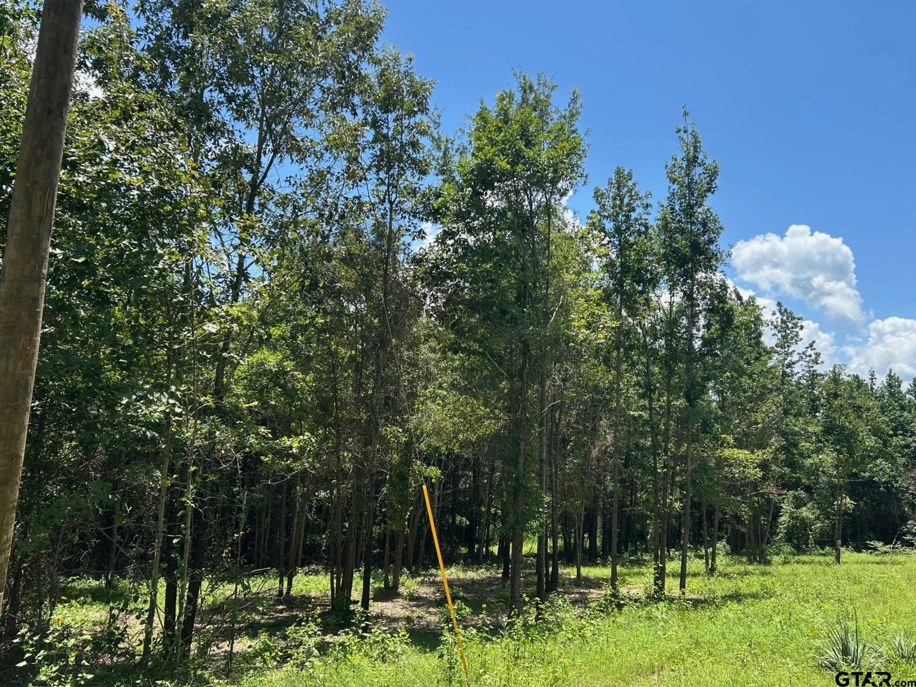 7475 County Road 378 Henderson, TX 75654 - Photo 2 of 21 a backyard of a house with lots of green space