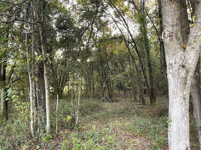 a view of a forest with lots of trees