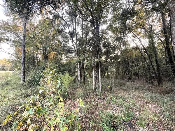 a view of a forest with trees in the background