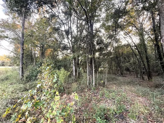 a view of a forest with trees in the background