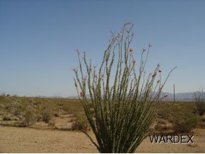 3102 B Cliff Road Yucca, AZ 86438 - Photo 4 of 4 Additional Photo