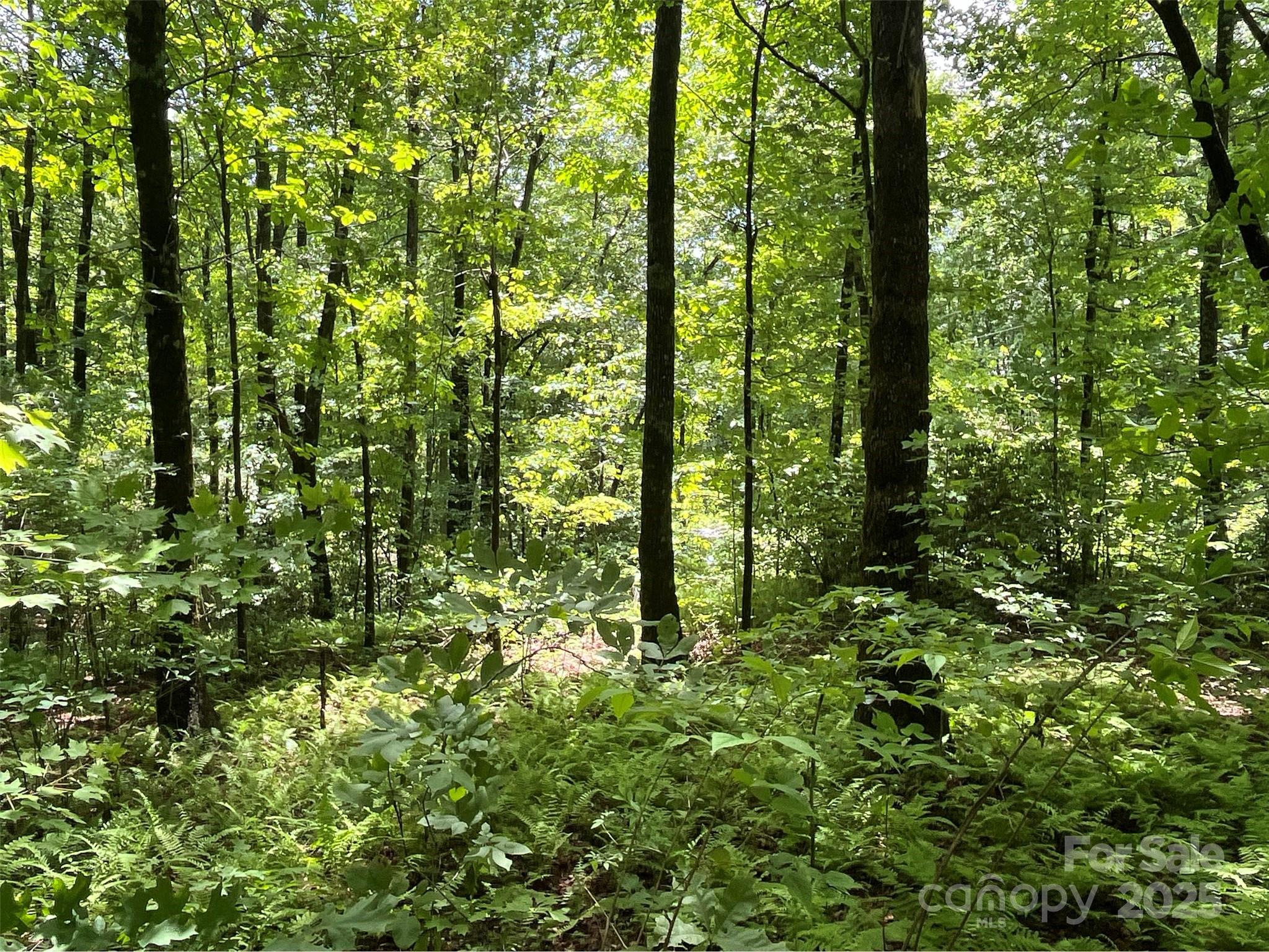 999 Panther Gap Road Brevard, NC 28712 - Photo 8 of 11 Gallery Image 8