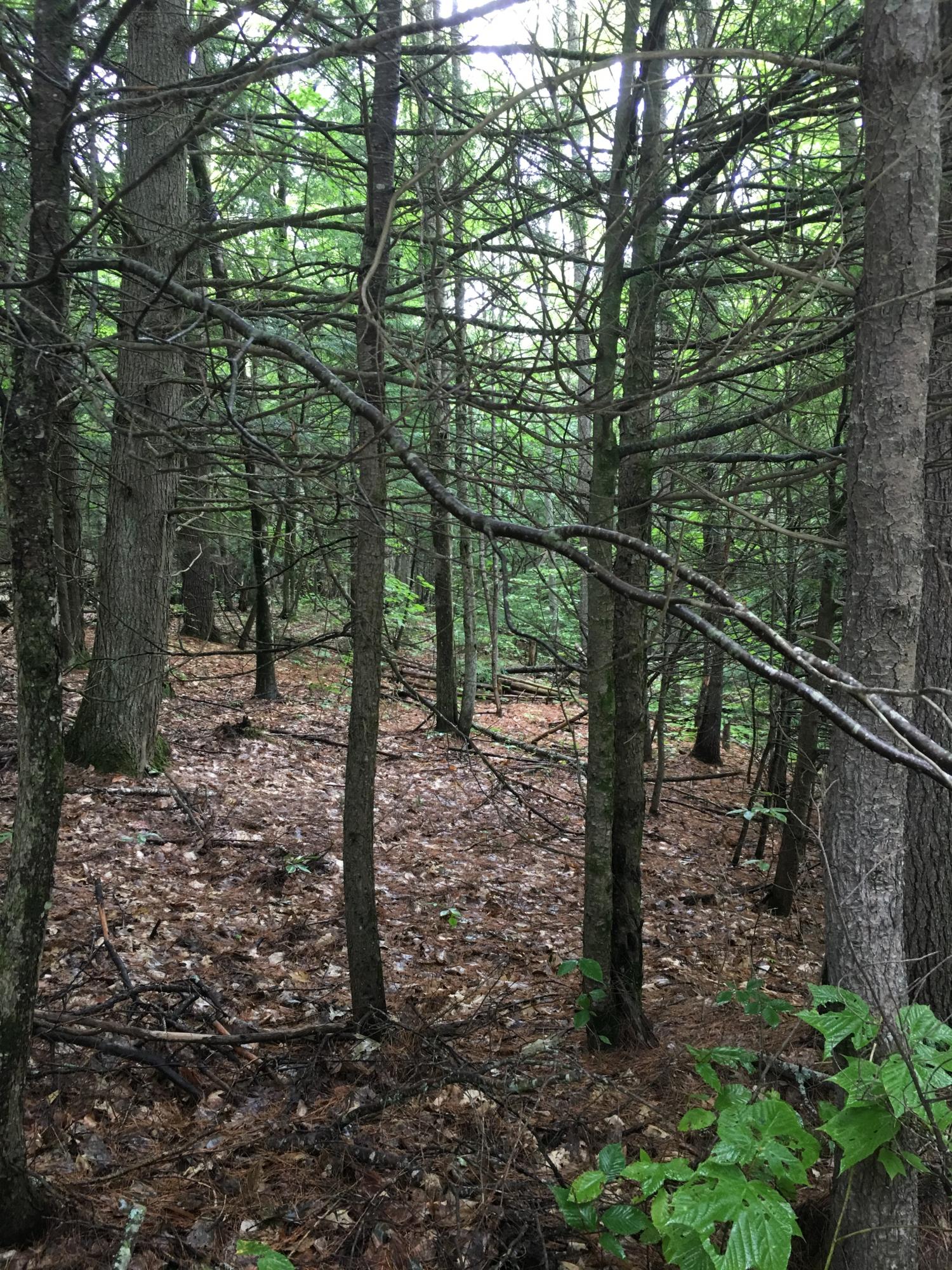 Lot 47 Shore Road Kents Hill, ME 04349 - Photo 5 of 13 IMG_0202