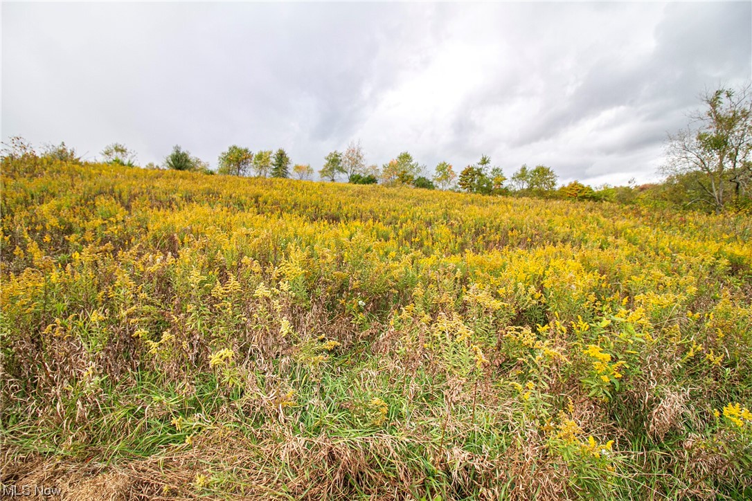 0 Couch Road Jewett, OH 43986 - Photo 14 of 34 View of nature