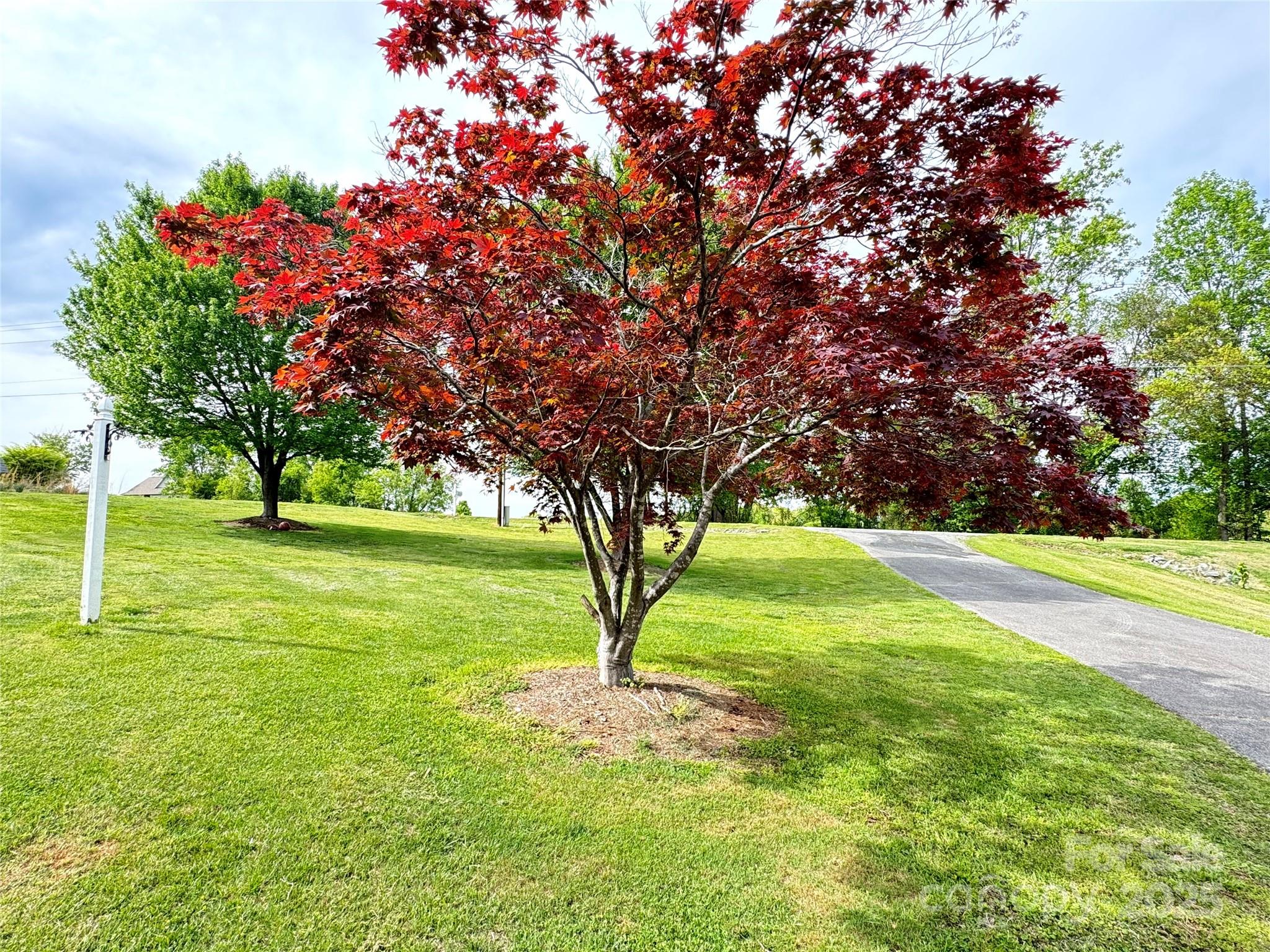 5006 Howell School Road Jonesville, NC 28642 - Photo 45 of 47 a view of yard with tree